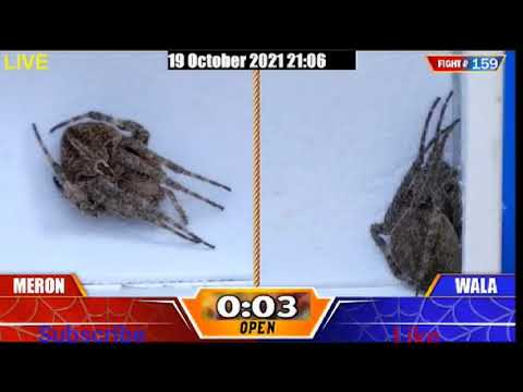 judi sabung ayam online 24 jam